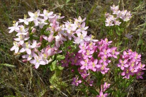 Goldenger za odmítnutí alkoholu
